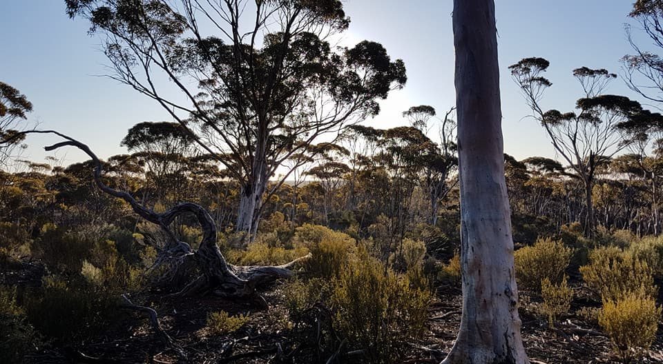 Salmon gum woodland and red earth on Ngadju Country